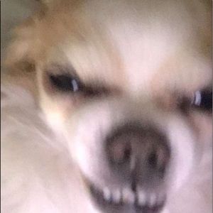 Meet your Posher, Mia